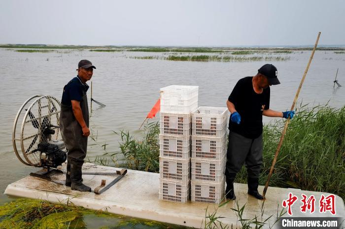 （乡村行·看振兴）“鲜	”到盐碱地 吉林西部“虾兵蟹将”有大作为  第2张