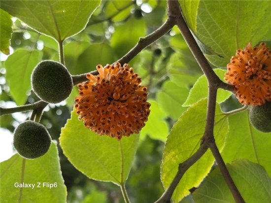 首款骁龙8 Gen3小折叠 三星Galaxy Z Flip6手机评测  第35张 首款骁龙8 Gen3小折叠 三星Galaxy Z Flip6手机评测  第35张