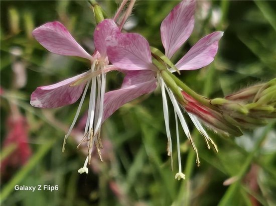 首款骁龙8 Gen3小折叠 三星Galaxy Z Flip6手机评测  第37张 首款骁龙8 Gen3小折叠 三星Galaxy Z Flip6手机评测  第37张