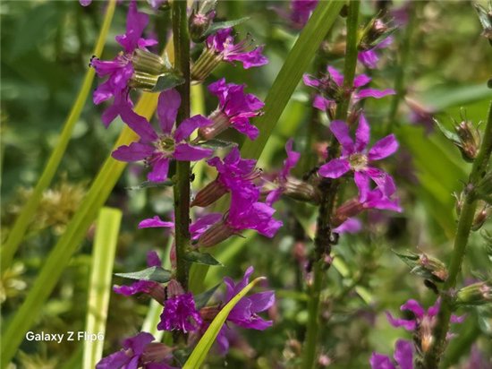 首款骁龙8 Gen3小折叠 三星Galaxy Z Flip6手机评测  第34张 首款骁龙8 Gen3小折叠 三星Galaxy Z Flip6手机评测  第34张