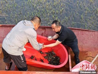 （乡村行·看振兴）“鲜”到盐碱地 吉林西部“虾兵蟹将”有大作为