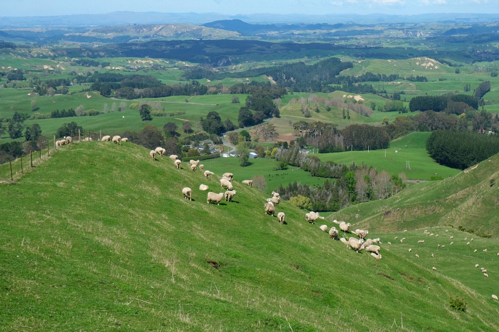 南十字星照亮天地  第7张 南十字星照亮天地  第7张