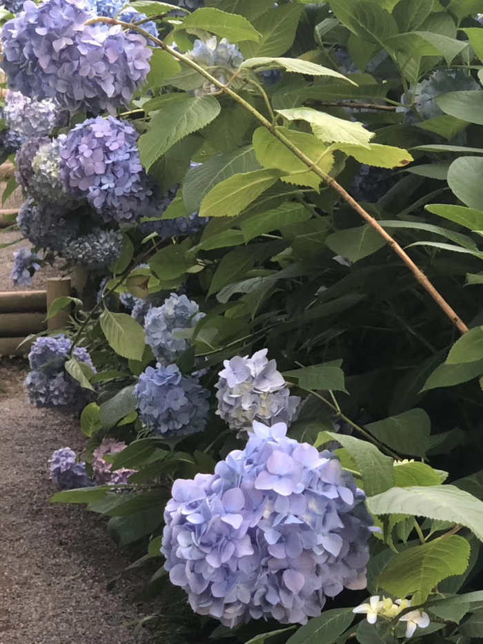 花开之处，便是故地  第25张